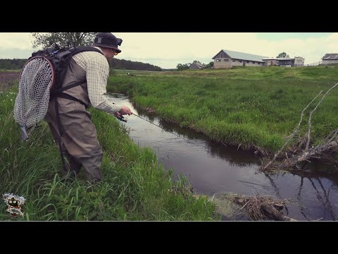 Видео: Форель в микроречке