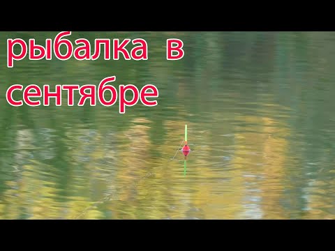 Видео: Рыбалка в сентябре на речке