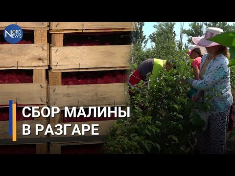 Видео: Меньше и дешевле. После сбора урожая производители малины из Покровки выйдут едва в ноль