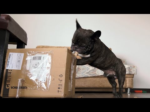 Видео: Гениальная распаковка посылки французским бульдогом Олегом