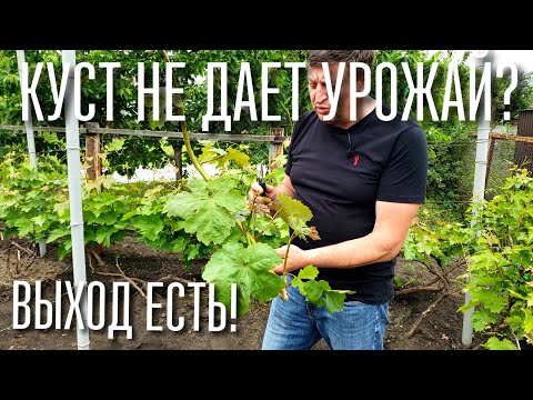 Видео: ВАШ КУСТ НЕ ДАЕТ УРОЖАЙ, ЖИРУЕТ ? ЧТО НУЖНО ДЕЛАТЬ, ЧТОБЫ КУСТ ЗАНОВО НАЧАЛ ДАВАТЬ УРОЖАЙ