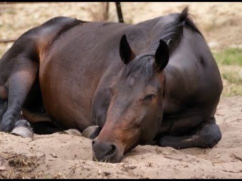 Видео: Запись вебинара на тему "Колики у лошадей"