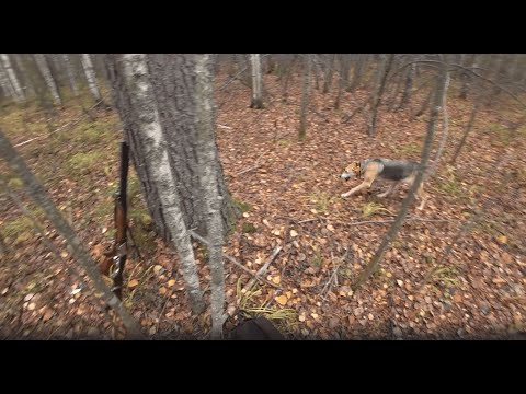 Видео: Русская гончая Побудка (Стрелка) (2 года 7 месяцев). Охота на зайца беляка. Добыли трёх зайцев