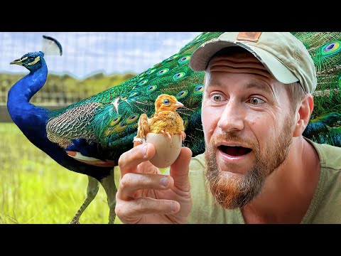 Видео: Мы *наконец-то* вылупили персикят от наших павлинов