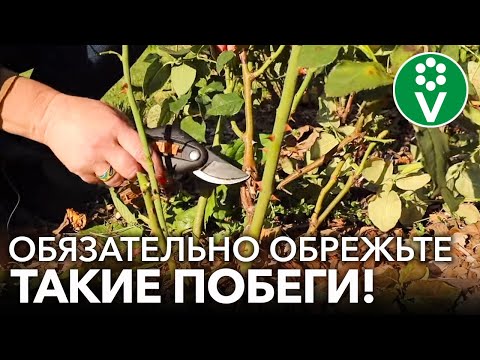 Видео: КАК ОБРЕЗАТЬ РОЗЫ НА ЗИМУ? При такой обрезке розы не вымерзнут!