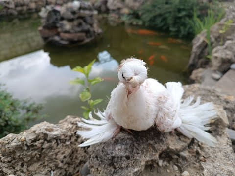 Видео: Форум часть 4. Мангуп Кале Бахчисарай.