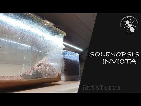 Видео: Solenopsis invicta//переселение//огненные муравьи