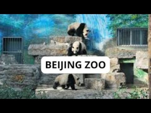 Видео: Пекинский зоопарк. Панды, слоны, жирафы и многие другие животные