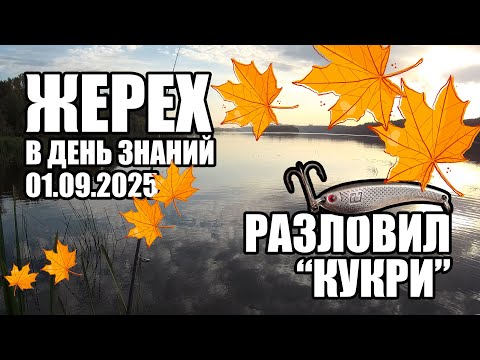 Видео: Перебирал приманки и разловил ЯТАГАН. Ловля жереха на Оке в забродку, атака жереха