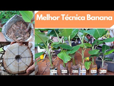 Видео: Как размножить рассаду бананов - Как сделать рассаду бананов - Как получить рассаду и банан