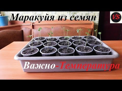 Видео: Маракуйя Северная - Важна Температура Проращивания