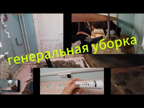 Видео: Генеральная уборка коровника, боремся с Кетозом.