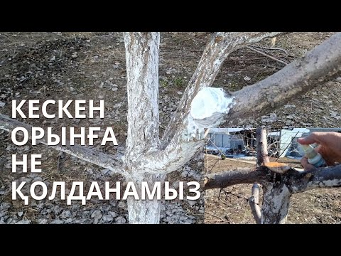 Видео: БҰТАҚ КЕСКЕН ОРЫНҒА НЕ ҚОЛДАНАМЫЗ, залалсыздандыру, жараның алдын алу