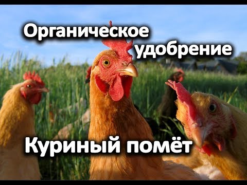 Видео: Органическое удобрение - куриный помёт.