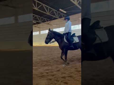 Видео: Тренировка на Боне ) #конныйспорт #horse #лошади #equestrian #riding #horsesport #галоп