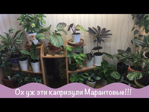 Видео: №3 Капризные растения. Марантовые в моей коллекции.