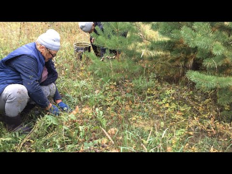 Видео: ОХОТА ЗА РЫЖИКАМИ/НАБЕГАЛИСЬ ДО УПАДУ