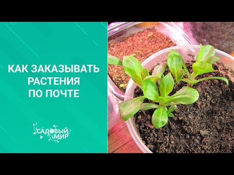 Видео: Как заказывать растения по почте и сохранить до весны