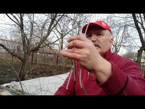 Видео: Гортензия  Как размножить  ранней весной?