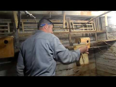 Видео: Вторая кладка яиц у волнистых попугаев. часть - 1.