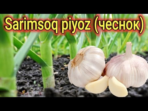 Видео: SARIMSOQ PIYOZ EKISH SIRLARI. QISH SOVIGʻIDAN SAQLASH. / Выращивание чесночного лука.