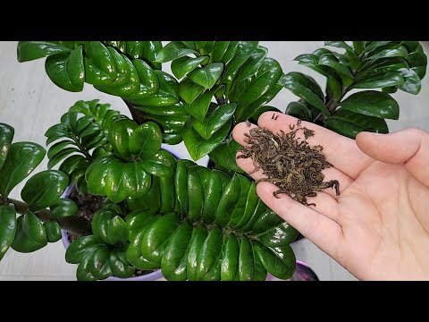 Видео: Не выбрасывайте ЭТО в мусорку! ЧИСТОЕ ЗОЛОТО ДЛЯ ЗАМИОКУЛЬКАСА и других цветов, 3 подкормки натурэль