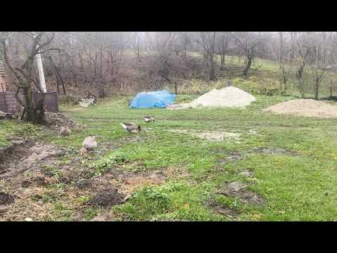 Видео: Відповідаю на коментарі про молоко і кітність 