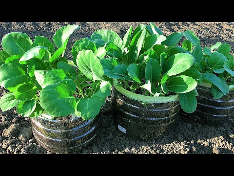 Видео: Рассада капусты без пикировки от посева до высадки! Что добавить в лунку для большого урожая!