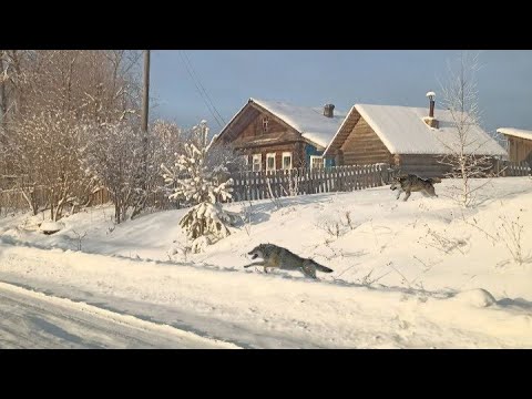 Видео: ВОЛКИ ВОЗЛЕ ДЕРЕВНИ! ОХОТА НА ГЛУХАРЯ И РЯБЧИКА. ПОИСК ТОКОВЬЯ.