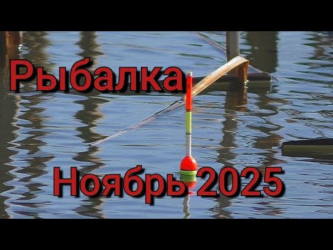 Видео: Рыбалка на поплавок 5 ноября 2025 г.на лесной реке!Эти дикие рыбины топят поплавок на дно! Рыбалка