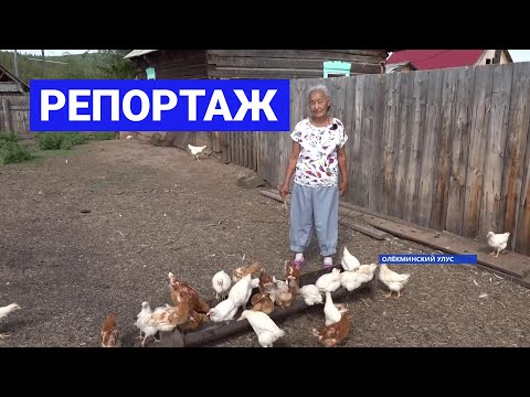 Видео: Фермерское хозяйство Ощепковых из Олёкминского района Якутии