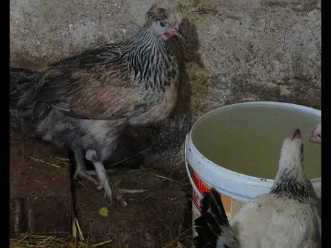 Видео: Козы. Куры. Перепела.