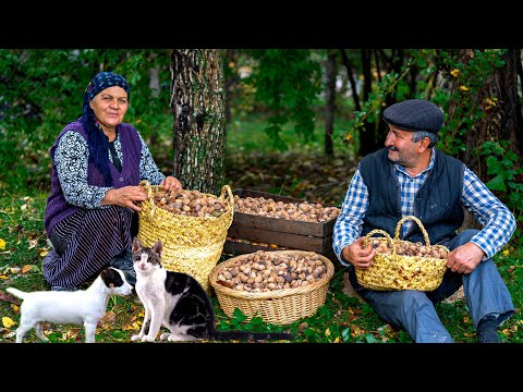 Видео: Сбор Грецких Орехов: (и Приготовление Пасты из Грецких Орехов)