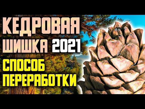 Видео: Кедровая шишка 2021; способ переработки !!!