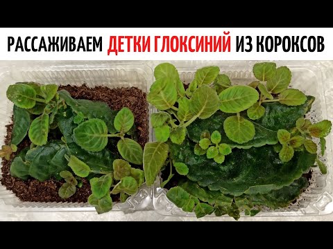 Видео: 🌺 Глоксинии в КОРОКСАХ  ✅ ДЕТКИ пора РАССАЖИВАТЬ❗