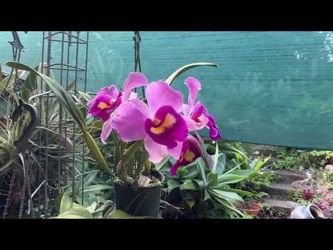 Видео: Почему Австралийские Дендробиумы Разноцветные.. Orchids in September 