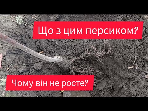 Видео: Чому персик три роки не ріс? Яка причина?