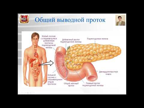 Видео: Лекция 18а. Большие пищеварительные железы. Pancreas и  Liver