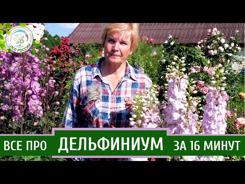 Видео: Дельфиниум. Узнайте все о выращивании дельфиниумов за 16 минут.