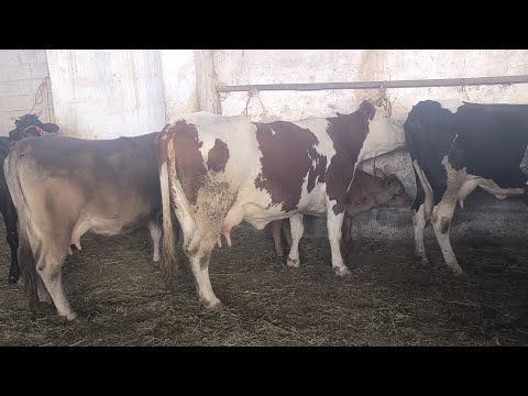 Видео:  МОЛБОЗОРИ ДУШАНБЕ НАВОРИ ТОЗА 1 ОКТЯБРЯ 2025 