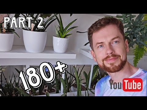 Видео: Сансевиерии. Моя полная коллекция. 180+ сортов. Часть вторая. Май 2025.