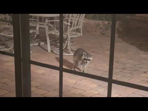 Видео: Явился не запылился!! #usa #сша #натальяфальконе 