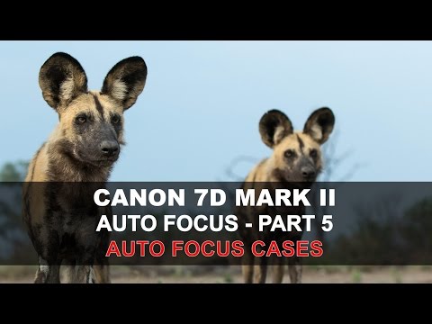 Видео: Автофокус Canon 7D Mark II — Часть 5/5: Корпуса автофокуса
