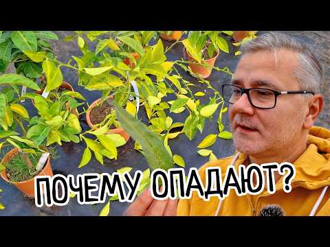 Видео: Почему ОПАДАЮТ ЛИСТЬЯ у ЛИМОНА? 10 причини и СРОЧНЫЕ меры спасения! Сочный домашний лимон на ОКНЕ!