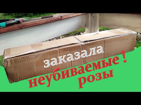 Видео: Распаковка посылки из питомника "Розы Вдохновения". Стойкие сорта.