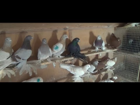 Видео: Коллекция голубей Юрия Никонова, часть 1