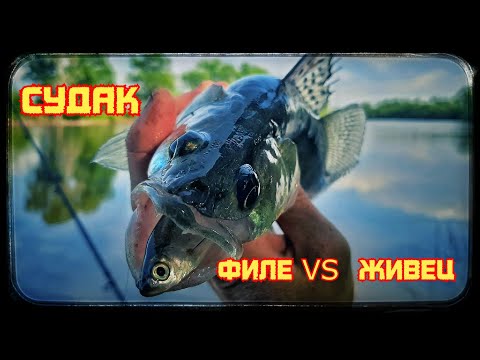 Видео: Ловим Судака на донку. Филейка VS Живец. Что победит???