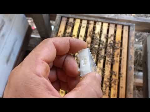 Видео: Племеные матки как приезжают, подсадка и ошибки.