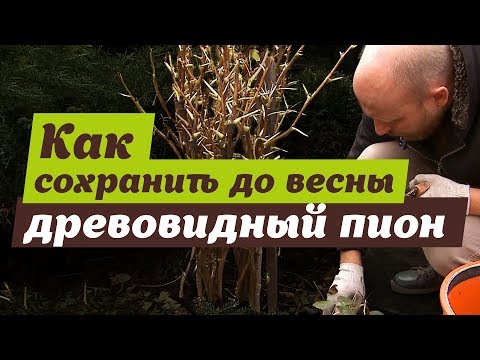 Видео: Укрытие древовидного пиона. Простые и надежные способы