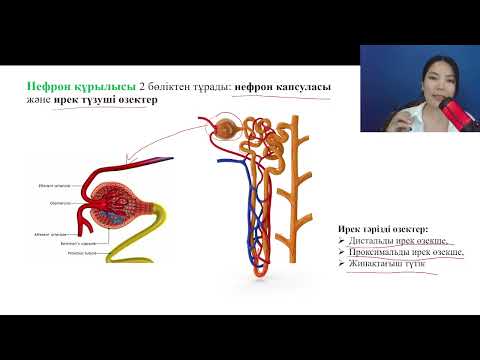 Видео: 7.3. сабақ  Адамның зәр шығару жүйесі